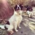 Pawfessional Dog (@pawfessionaldog) Twitter profile photo