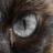 VasilinahDL's profile image