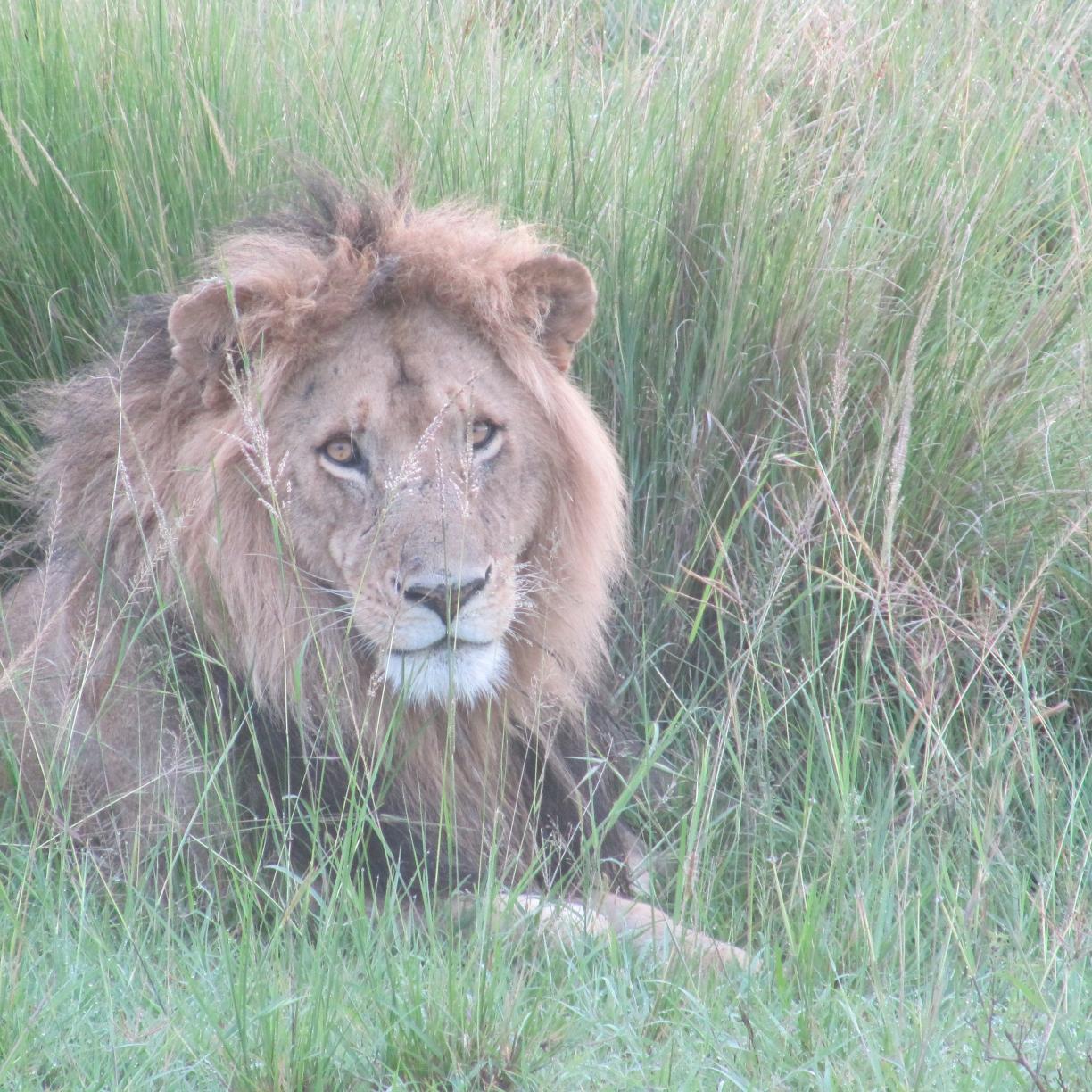 Visiting Africa is falling in love with Africa. The people are amazing and the wildlife is stunning! Follow me for the best videos and photos!