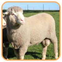 Doug (@dpwaratah) 's Twitter Profile