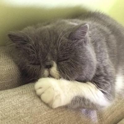 Jumbo Le Chat Lejumbosqueezie Twitter Jumbo Le Chat Lejumbosqueezie Twitter