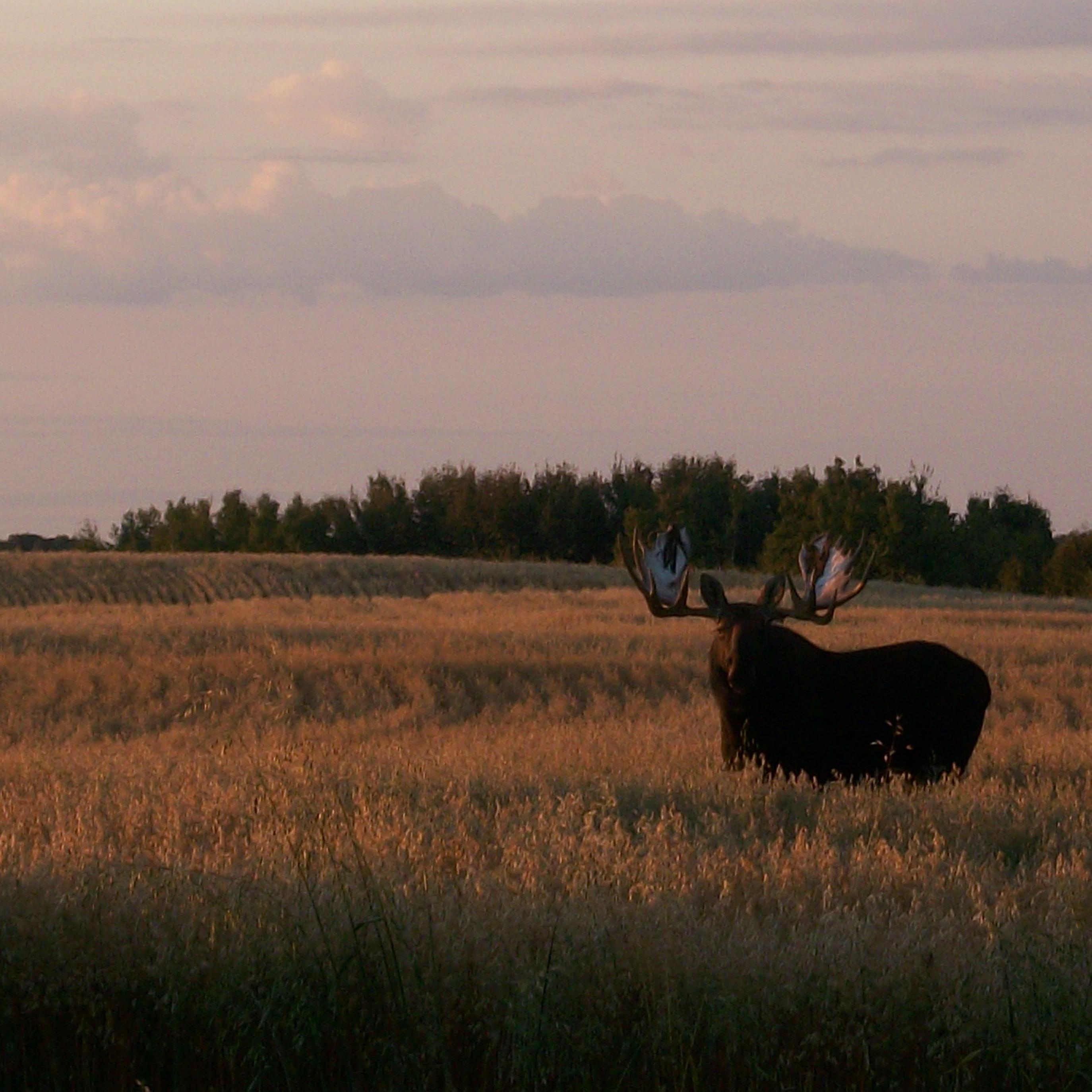 kabanck's profile picture. Proud Wife Mom Baba ❤
photographycampingfishinghuntingsunsetsfarmlife #humboldtstrong 💚💛