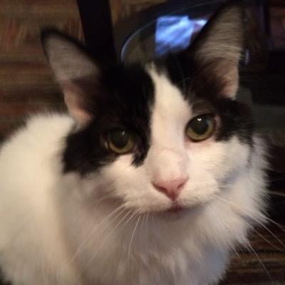 TheCowMoff's profile picture. RIP 7/12/16 | Assistant to @thejenmoff | I don't always do my job, but when I do...its MOFFin Awesome! #catnip #themostinterestingcatintheworld