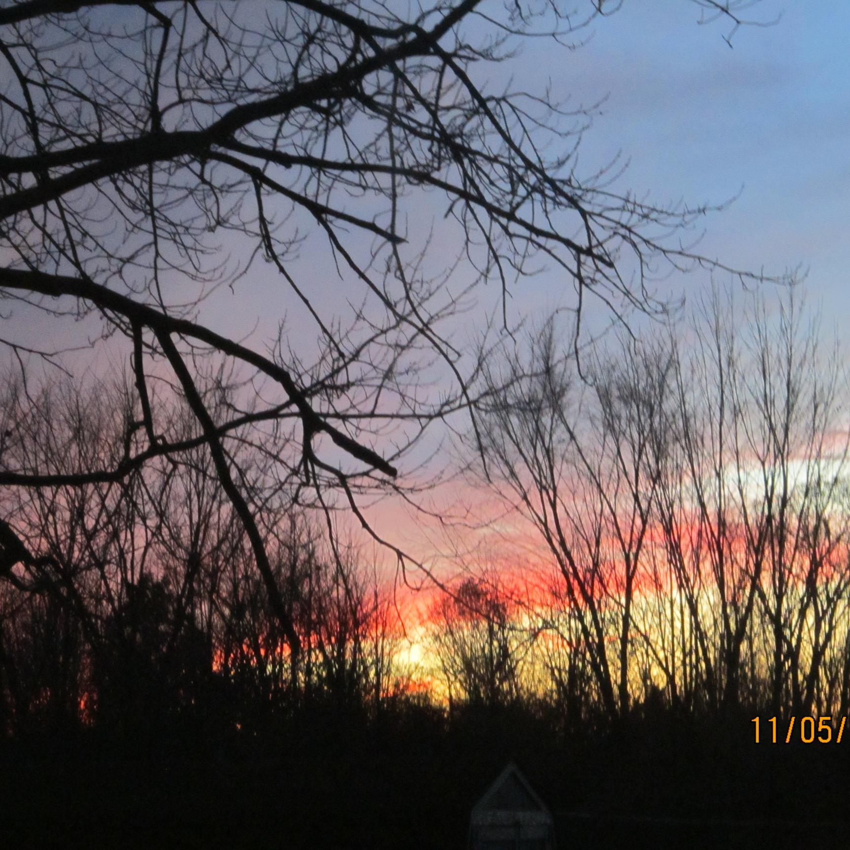 plants4everyone's profile picture. 