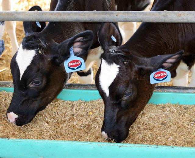 Nutritionist of @DairyShurGain. Passionate about dairy nutrition and  committed to collaborate for the future of the dairy industry. Tweets are my own.