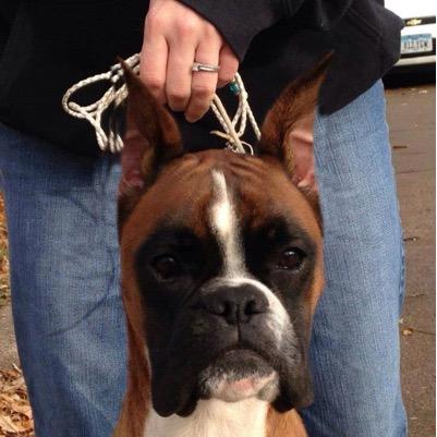 PowerhouseBoxer's profile picture. We show and breed boxers here in the USA! We take pride in our health tests and trying to better the breed!!