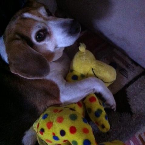 rescued in Providence Rhode Island also visit me on instagram  BiddyTheBeagle