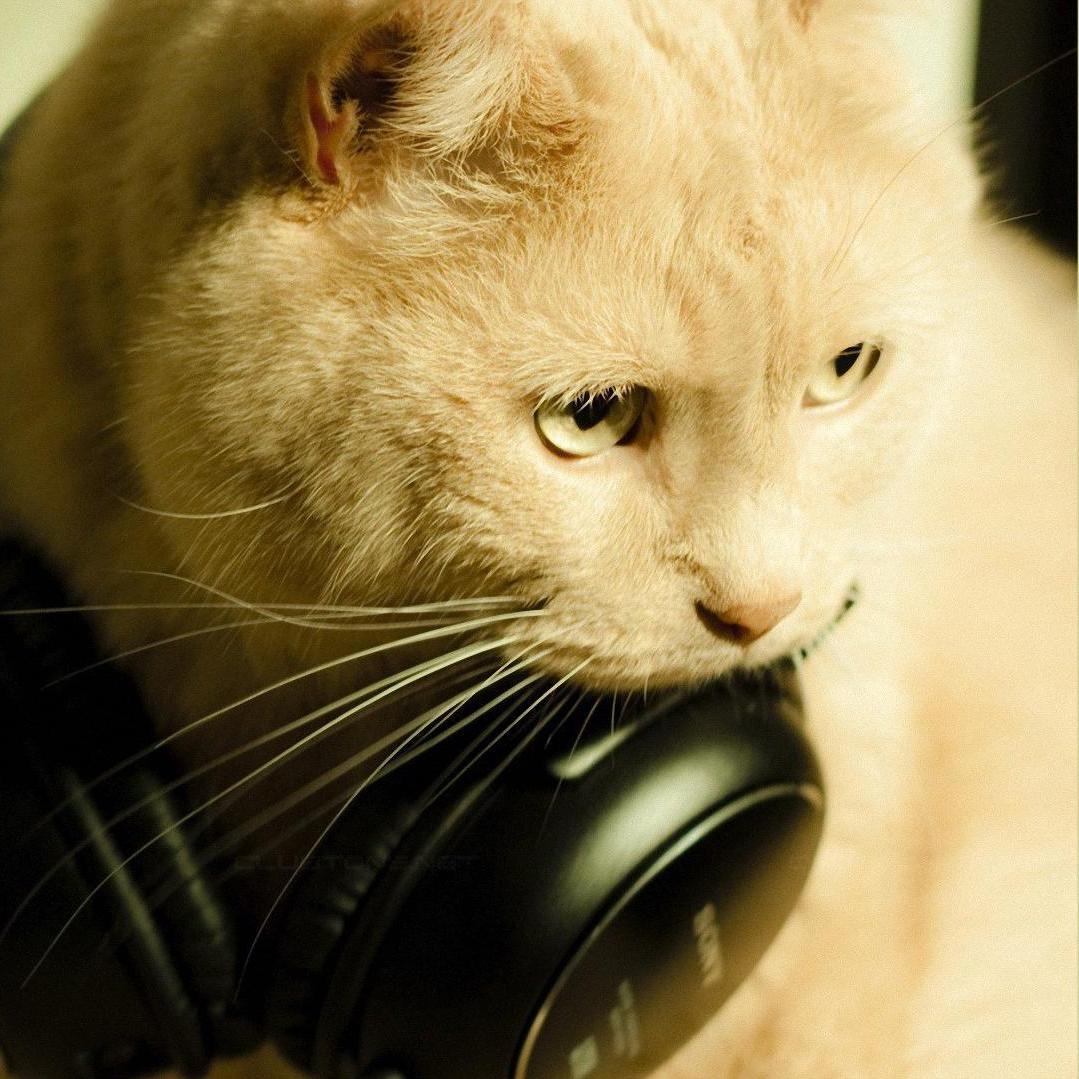 MrGrumblesCat's profile picture. 