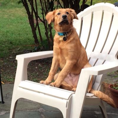 life is so ruff