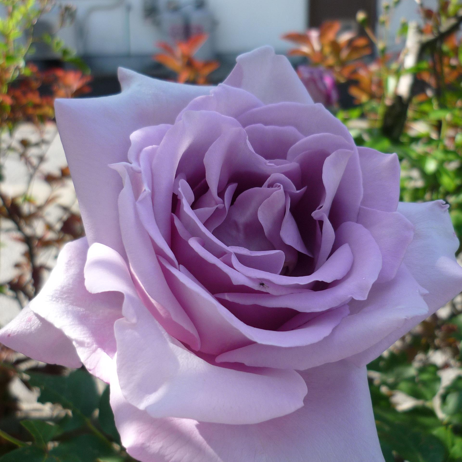 hckm7330's profile picture. ゆる～く宇宙、ガーデニング、ハワイアンキルトが大好きです