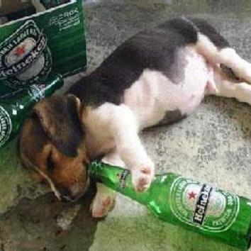 Soy Prole Compa! Profile