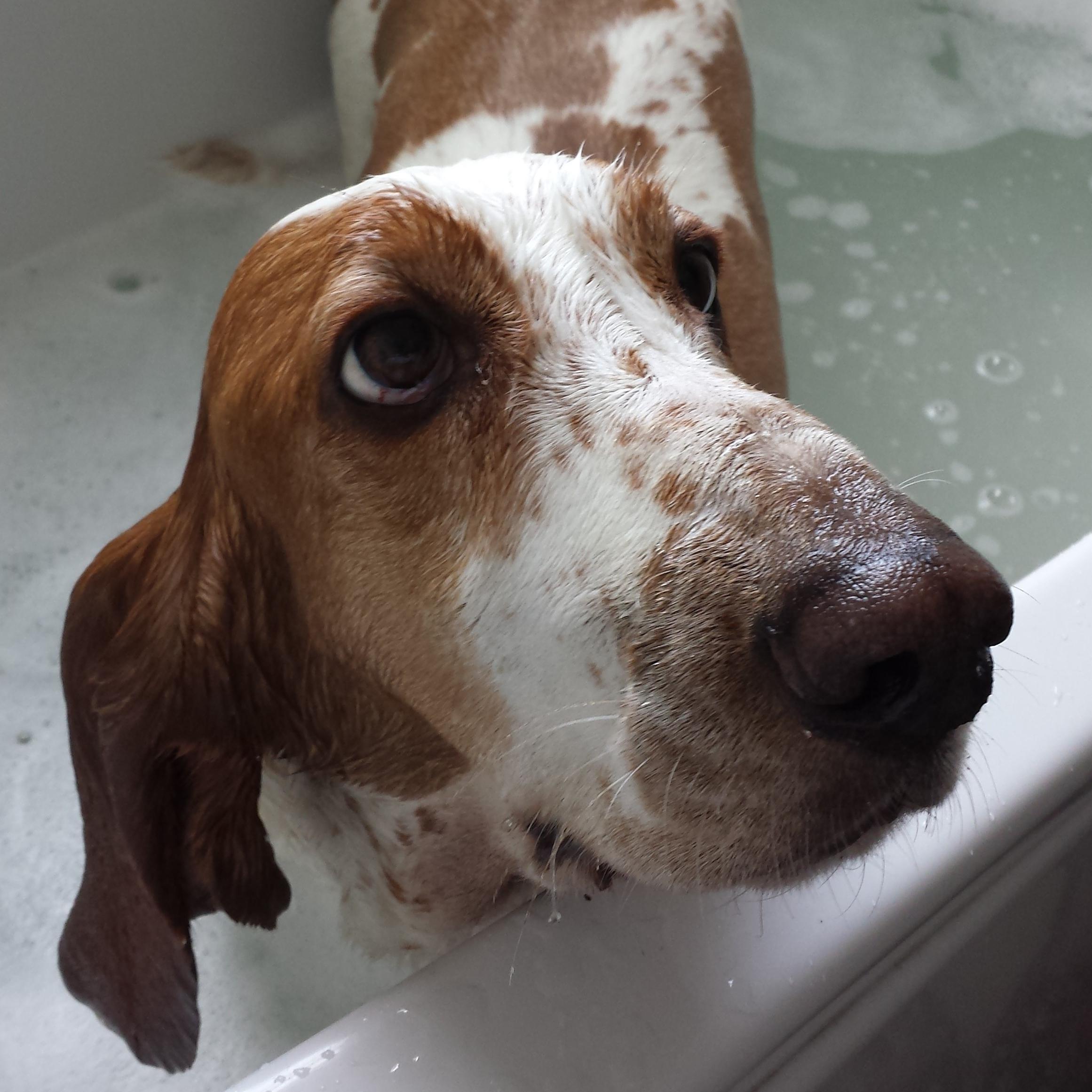 We love basset hounds! Follow if you love basset hounds too!