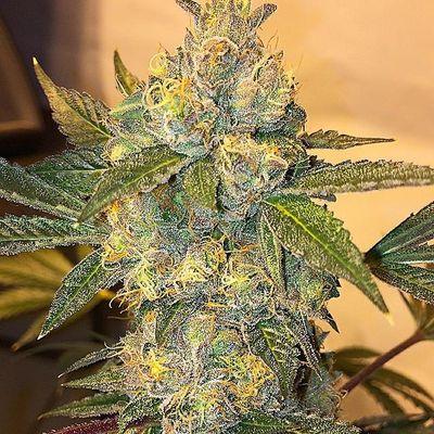 Sweet Judgement of Bubble Gum Kush. #weedsquad