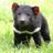 Tasmanian Devil