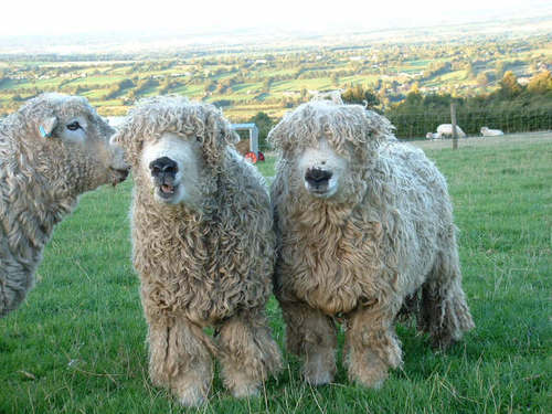 chrismithonline's profile picture. Garden and short story writer. My book, The Whole Okra: A Seed to Stem Celebration, won a James Beard Award in 2020. Co-host @theokrapodcast