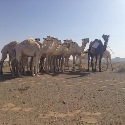 @Faisal_aldhenah - هذا حسابي الجديد تشرفني متابعتكم لي - *متواجد هناك فقط*.