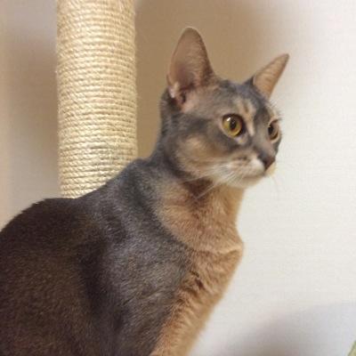 猫がだーいすきです。今、同居しているのは、
2才の女の子アビ、名前はメリです。人見知りしない優しいネコちゃん
デス。