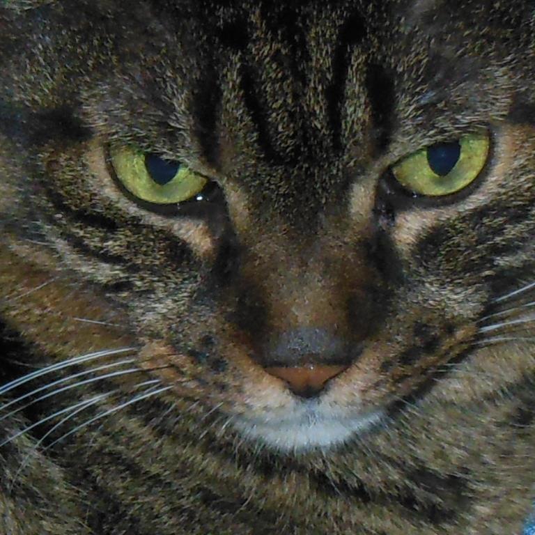 glecoys's profile picture. 