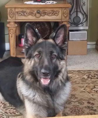 USMC Retired (MSgt), Baseball is my passion...K-9 Working Dogs is my Life!