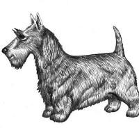 Tin Dogs Fine Art (@tindogsfineart) 's Twitter Profile Photo