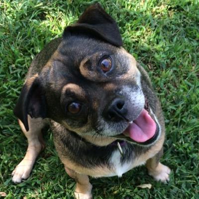 We view our dogs as family and we would do the same for yours! Our goal is to ensure that every dog lives an active lifestyle! FitnessDoggies1@yahoo.com