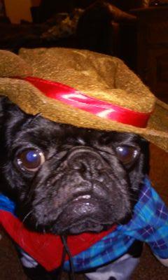 go visit pugs fo life http://t.co/q05Y9Nwsa5
