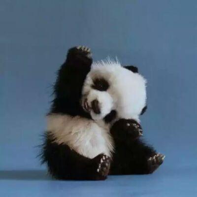The cutest baby animals on the internet