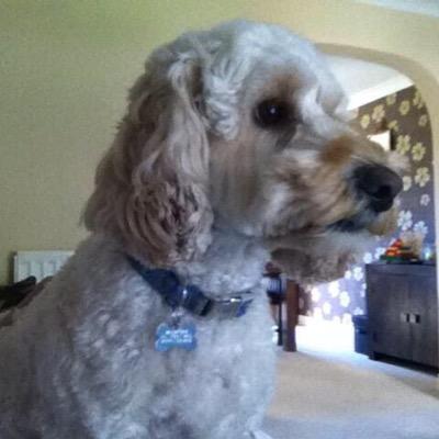 my names stanley and im a cockapooooo and im alyssa mancini's dog