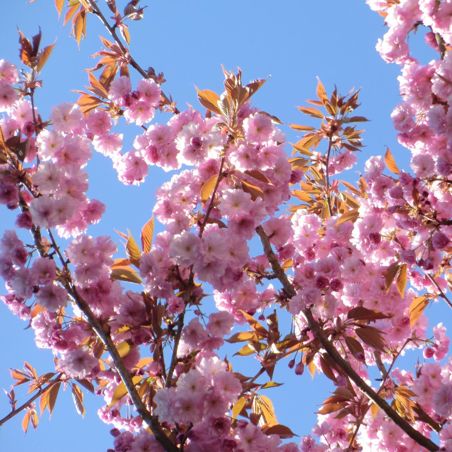 healthyalt108's profile picture. Alternativen für ein gesünderes und bewussteres Leben, Gesunde Ernährung, Aromatherapie, Ätherische Öle, Alternative Gesundheit, Vegetarismus, Rohkost