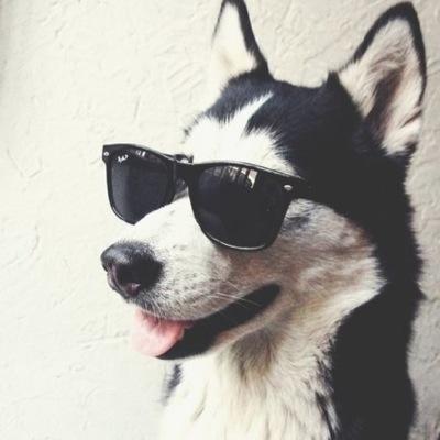 []#Single/#Killer/#Insane/#RP[] I'm Blade a Husky.I love to run, play, sleep, and kill Owner:@H2ODeliriousRP BestFriend:@GuardDog_
