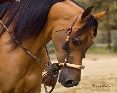 horses