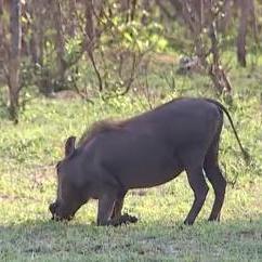 KAARINA PIETIÄINEN Profile