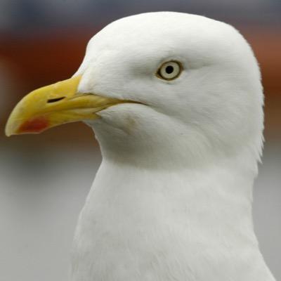 First things first im da realest. 
Follow me. just an ordinary seagull tryna make it in this fucked up world.