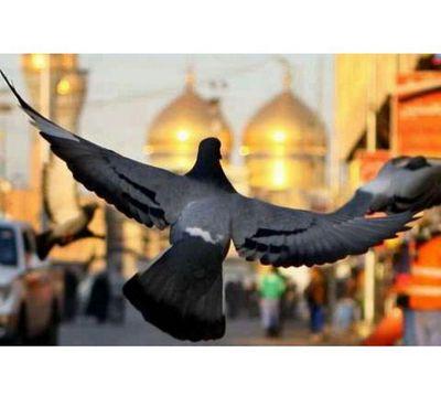 قتلوا الحُسين ليُسكِتوه، فنطقت زينب على لِسانهِ، وما استطاعوا إسكاتها