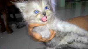 caesarsaputra1's profile picture. Maju terus meraih kesuksesan ,Motor gede rumah sakit(MOGERS), NSC(Nusantara Shoting Club), Law faculty UBL