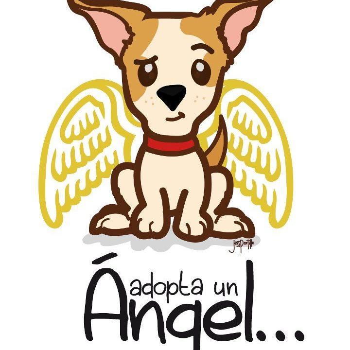 Mascotas_PTY's profile picture. Promover la Adopcion en Panama. Poder Encontrar una casa para estos pequeños angelitos.