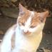 埼玉大学有志さくらねこ (@yushisakuraneko) Twitter profile photo