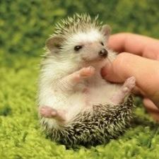 こんにちわっ！甘いものと人と話すのとえっちな話が好きな高校生目指してる中3です！話すのは好きだけど声は恥ずかしいのでLINEだけでお願いします！気軽に話しかけてね〜笑LINEしたい人はQR送ってください！みんな仲良くしてねっ♪