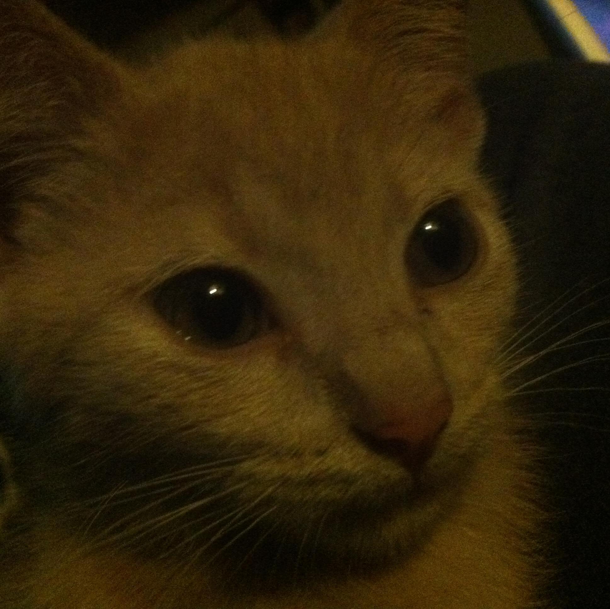 Daveg0at's profile picture. 