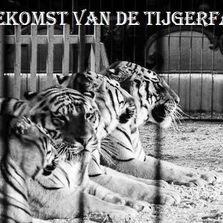 Webdocu over de toekomst van de tijgerfamilie van @CircusBellyWien