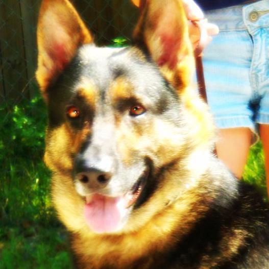 Rescuing, Rehabilitating, Adopting.