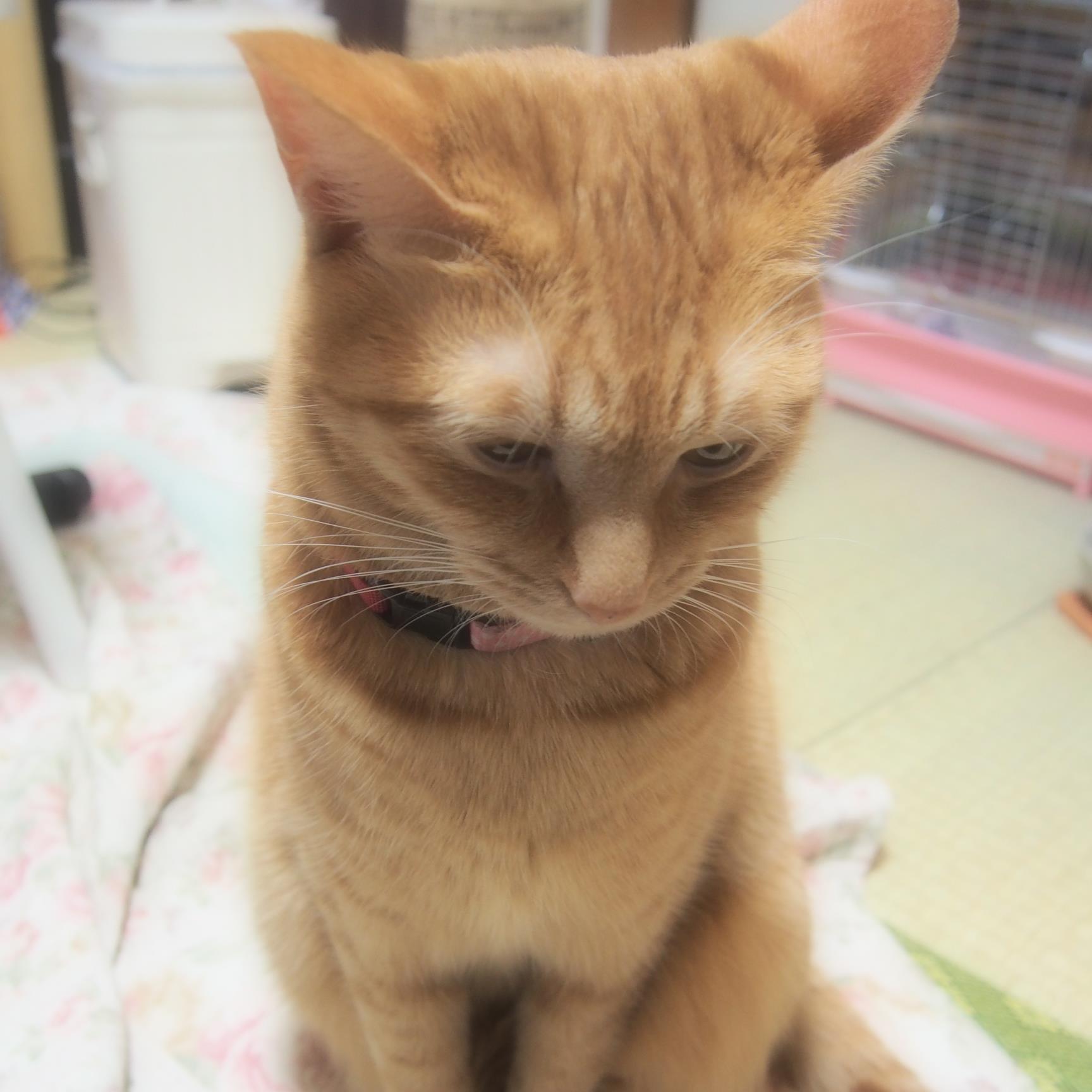 かわいい猫が大好き！
そんな方へオススメの動画を紹介していきます☆