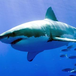 Love my Wife, my Kids, my Job. Save the Great White Shark & all the sharks worldwide