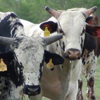 WinterbullCrypto (@winterbull7777) 's Twitter Profile