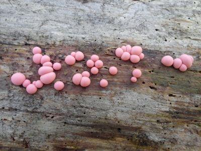 brewdreaux's profile picture. 