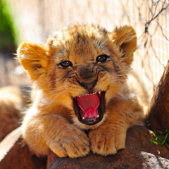 The cutest animals alive