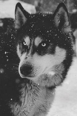 _MostFollowers's profile picture. trying to get the most followers on twitter