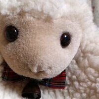 かなん (@cera) 's Twitter Profile