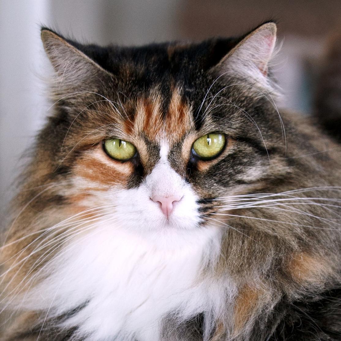 AnimalRescueLea's profile picture. We are the advocate for animals in everything we do. As a NO-KILL group our belief is EVERY animal has value so with proper love & care become great family pets