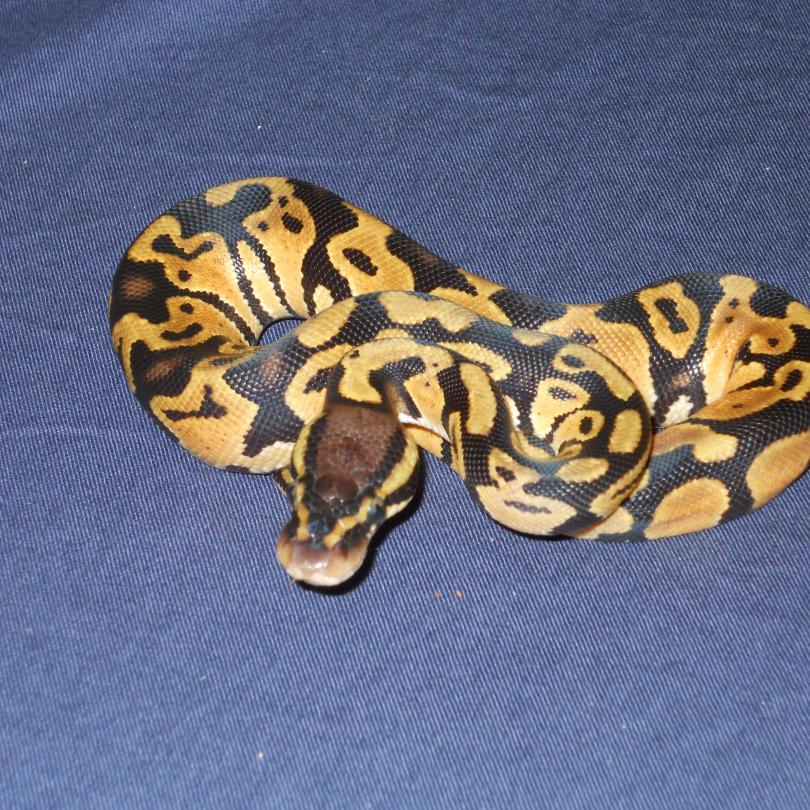 Kristoandrews's profile picture. Mortgage Broker _ Nexa Mortgage
NMLS #1973814